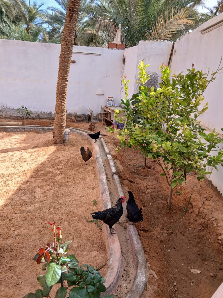 dormir ghardaia algérie